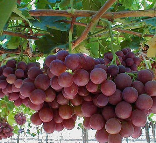 Uvas