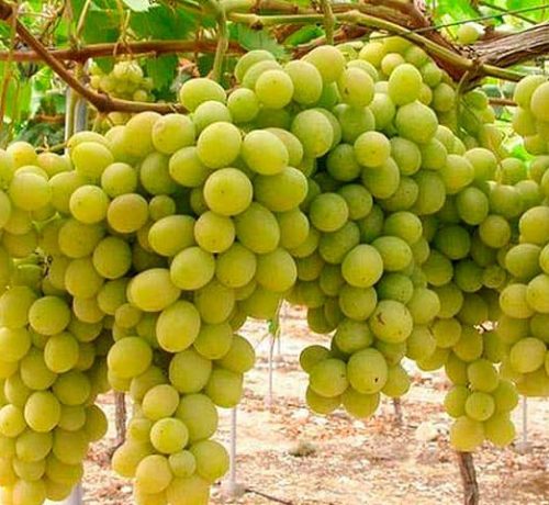 Uvas