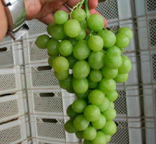 Uvas